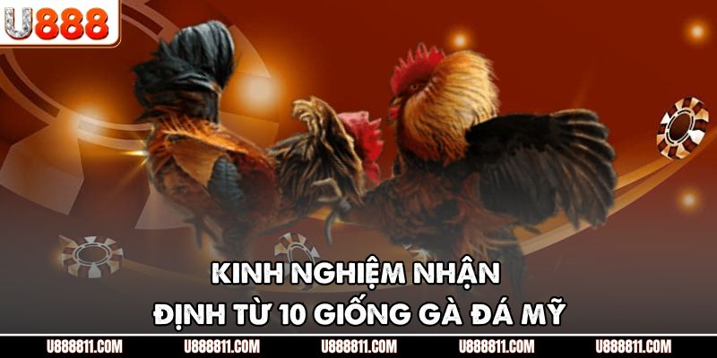 Kinh nghiệm nhận định từ 10 giống gà đá Mỹ